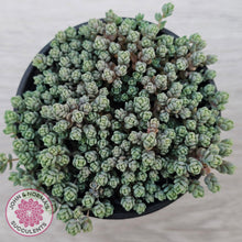 Load image into Gallery viewer, Sedum dasyphyllum Minor
