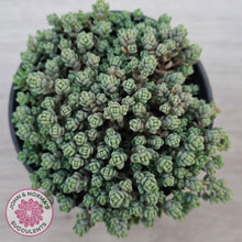 Load image into Gallery viewer, Sedum dasyphyllum Minor
