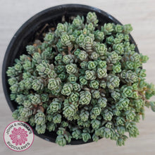 Load image into Gallery viewer, Sedum dasyphyllum Minor
