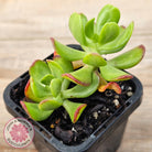 Sedum dendrobium