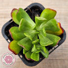 Sedum dendrobium