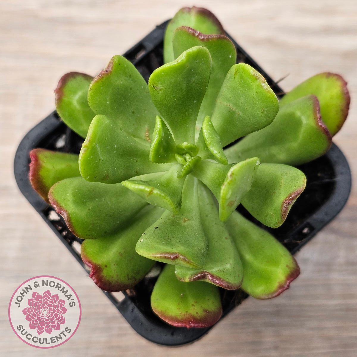 Sedum dendrobium