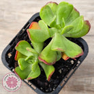 Sedum dendrobium