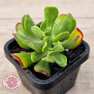 Sedum dendrobium