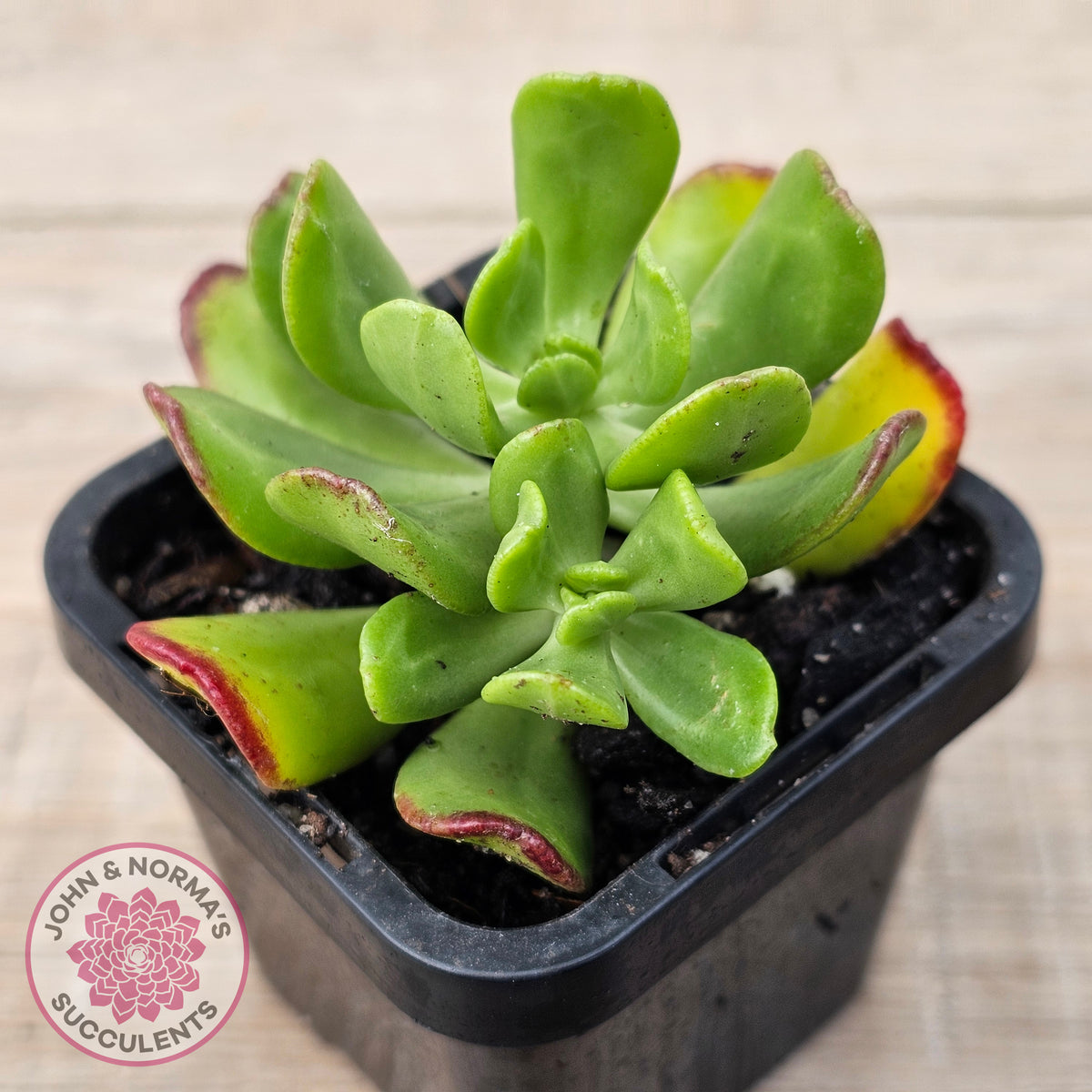 Sedum dendrobium