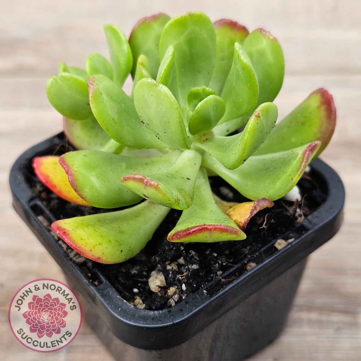 Sedum dendrobium