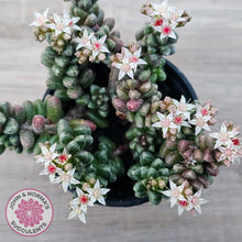 Load image into Gallery viewer, Sedum furfuraceum
