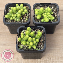 Load image into Gallery viewer, Sedum greggii
