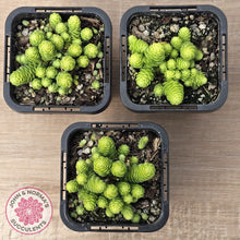 Load image into Gallery viewer, Sedum greggii
