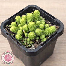 Load image into Gallery viewer, Sedum greggii
