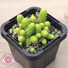 Load image into Gallery viewer, Sedum greggii
