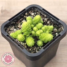 Load image into Gallery viewer, Sedum greggii
