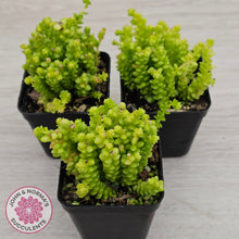 Load image into Gallery viewer, Sedum greggii (Lg)
