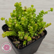 Load image into Gallery viewer, Sedum greggii (Lg)
