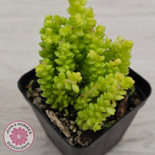 Load image into Gallery viewer, Sedum greggii (Lg)
