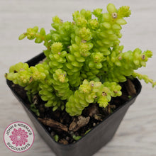 Load image into Gallery viewer, Sedum greggii (Lg)
