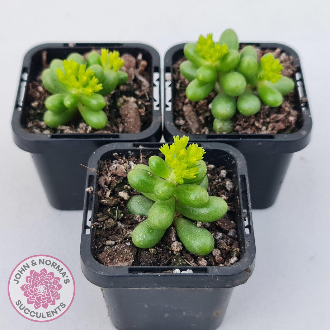 Sedum hernandezii - Green Turtles Eggs - John & Norma's Succulents Australia