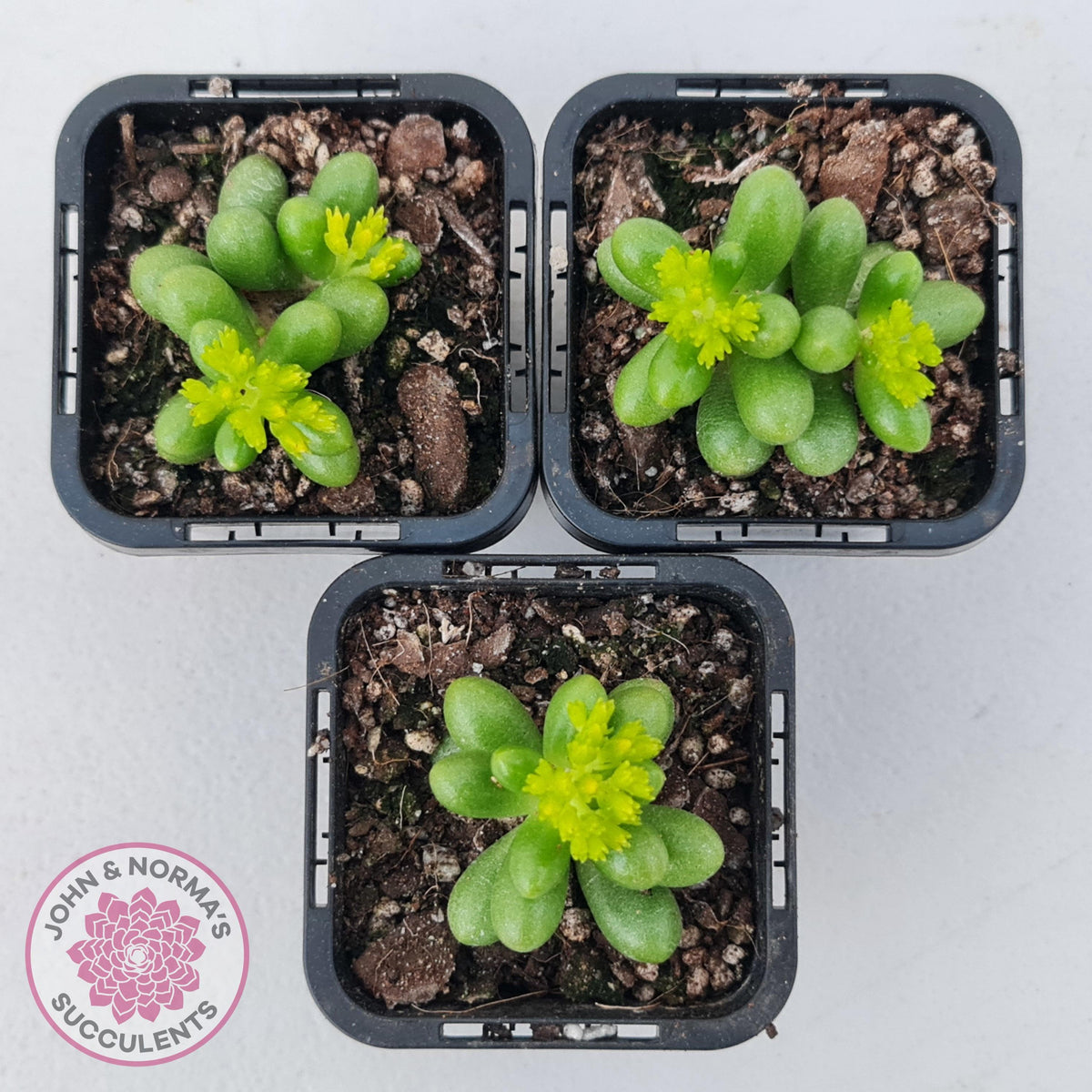 Sedum hernandezii - Green Turtles Eggs