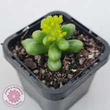 Load image into Gallery viewer, Sedum hernandezii - Green Turtles Eggs - John &amp; Norma&#39;s Succulents Australia
