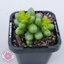 Load image into Gallery viewer, Sedum hernandezii - Green Turtles Eggs - John &amp; Norma&#39;s Succulents Australia
