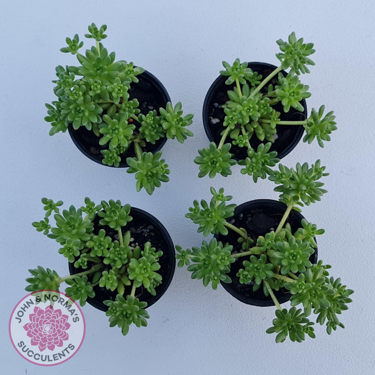 Sedum hirsutum ssp. baeticum