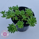 Sedum hirsutum ssp. baeticum