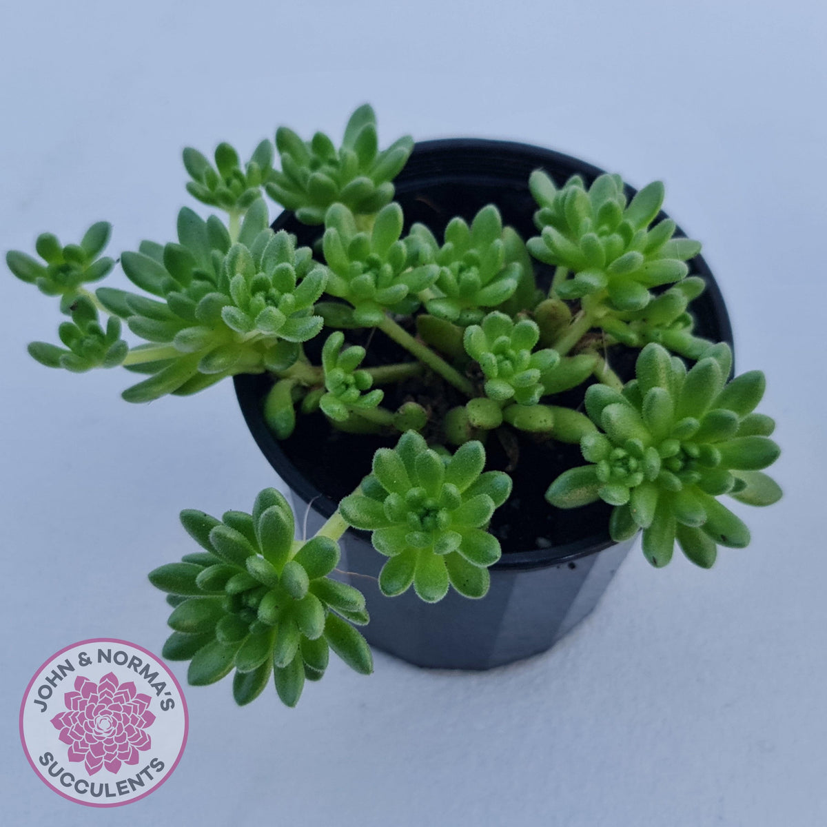 Sedum hirsutum ssp. baeticum
