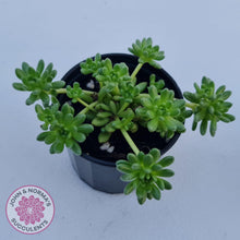 Load image into Gallery viewer, Sedum hirsutum ssp. baeticum - John &amp; Norma&#39;s Succulents Australia
