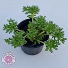 Sedum hirsutum ssp. baeticum