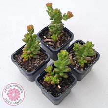 Load image into Gallery viewer, Sedum hybrid - John &amp; Norma&#39;s Succulents Australia
