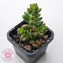 Load image into Gallery viewer, Sedum hybrid - John &amp; Norma&#39;s Succulents Australia
