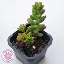 Load image into Gallery viewer, Sedum hybrid - John &amp; Norma&#39;s Succulents Australia
