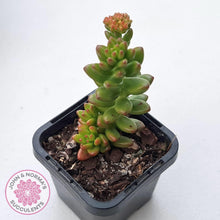 Load image into Gallery viewer, Sedum hybrid - John &amp; Norma&#39;s Succulents Australia
