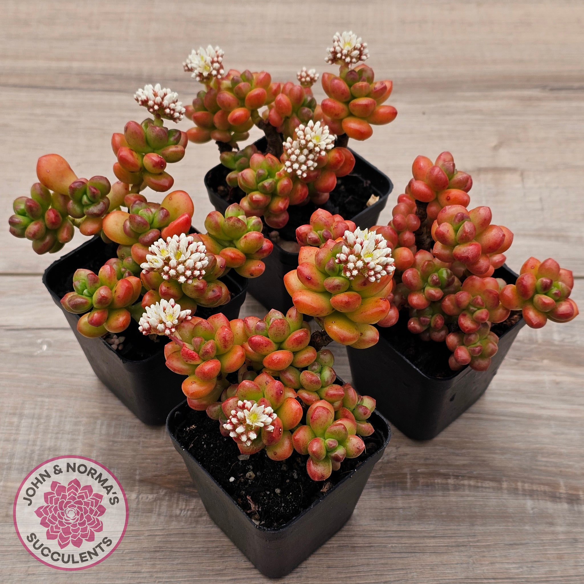 giant jelly bean succulent Buy Sedum lucidum 'Obesum' Australia
