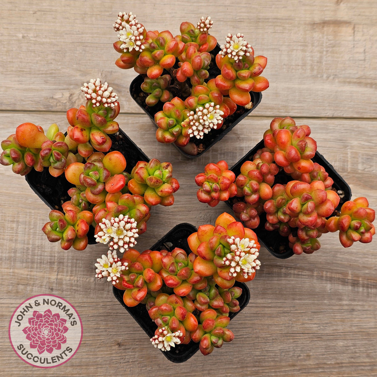 Sedum lucidum 'Obesum'