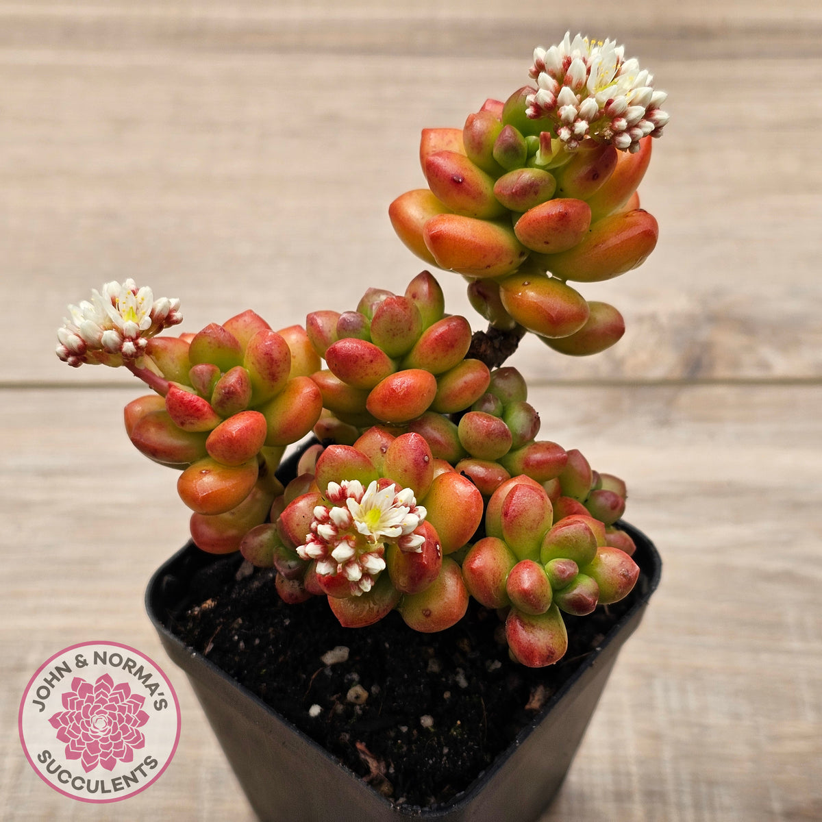 Sedum lucidum 'Obesum'