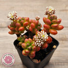 Sedum lucidum 'Obesum'