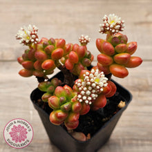 Load image into Gallery viewer, Sedum lucidum &#39;Obesum&#39;
