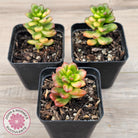 Sedum lucidum obesum variegata