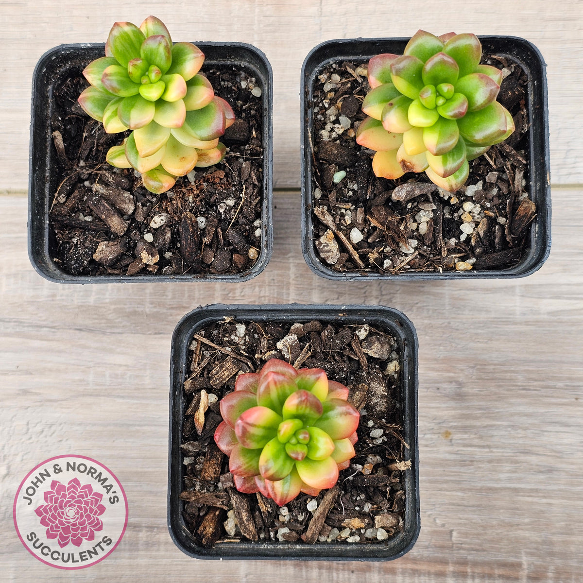 Sedum lucidum obesum variegata