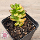 Sedum lucidum obesum variegata