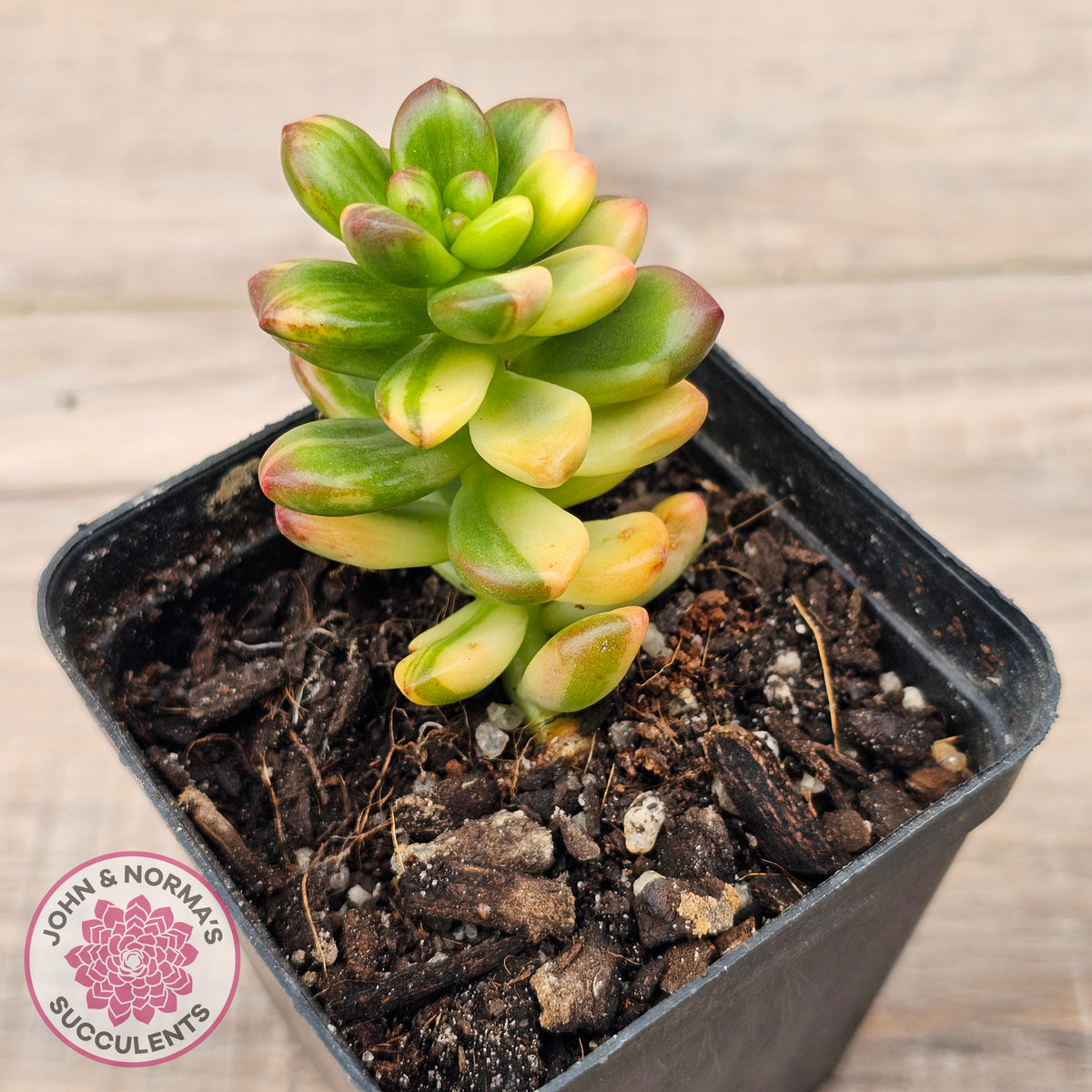 Sedum lucidum obesum variegata