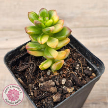 Load image into Gallery viewer, Sedum lucidum obesum variegata
