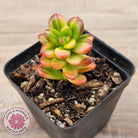 Sedum lucidum obesum variegata