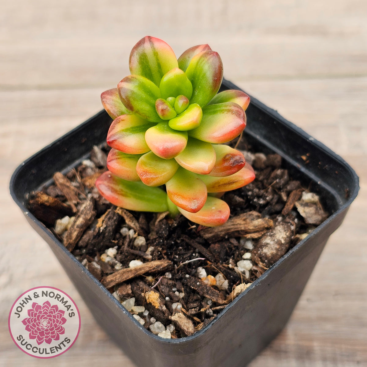 Sedum lucidum obesum variegata