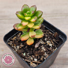 Sedum lucidum obesum variegata
