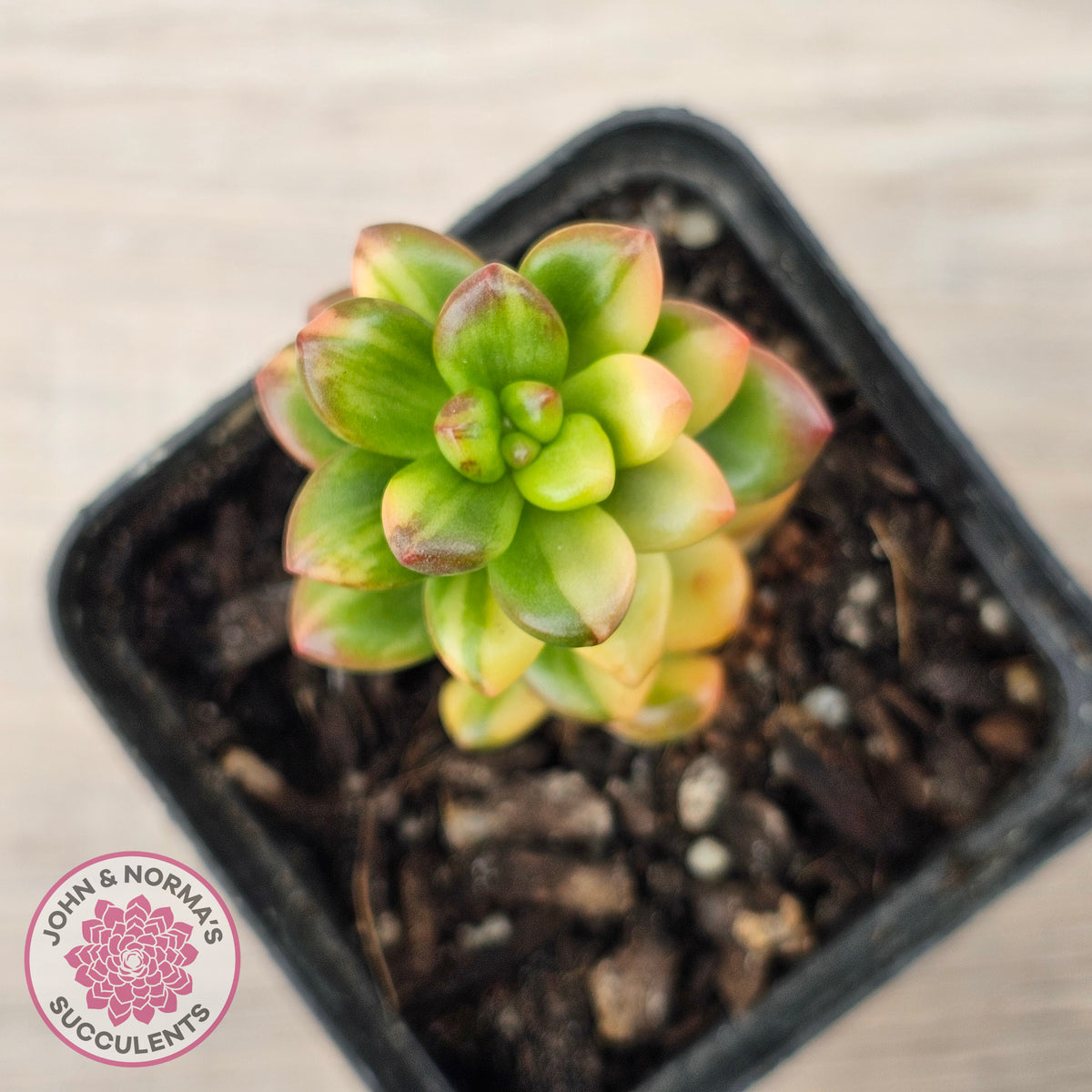 Sedum lucidum obesum variegata