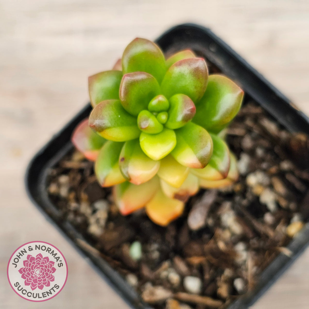 Sedum lucidum obesum variegata