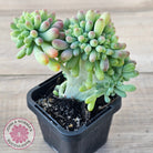 Sedum pachyphyllum 'Blue Jelly Beans' Crested