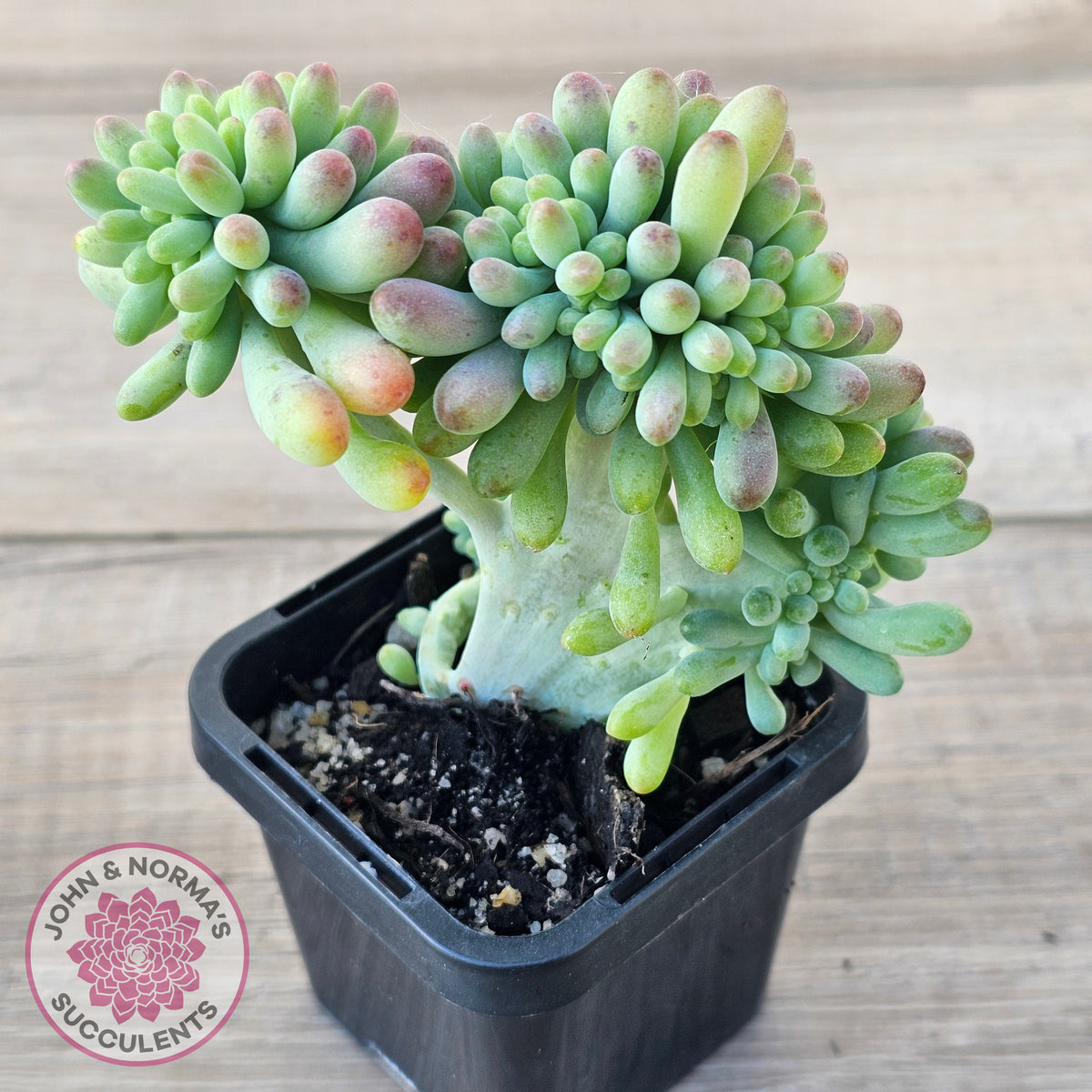 Sedum pachyphyllum 'Blue Jelly Beans' Crested